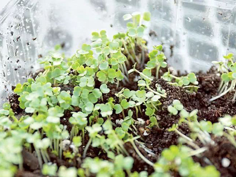 便攜式植物營養測定儀有什么用 便攜式植物營養測定儀有什么用