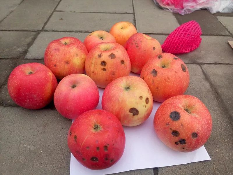 食品中的真菌毒素要怎么檢測?