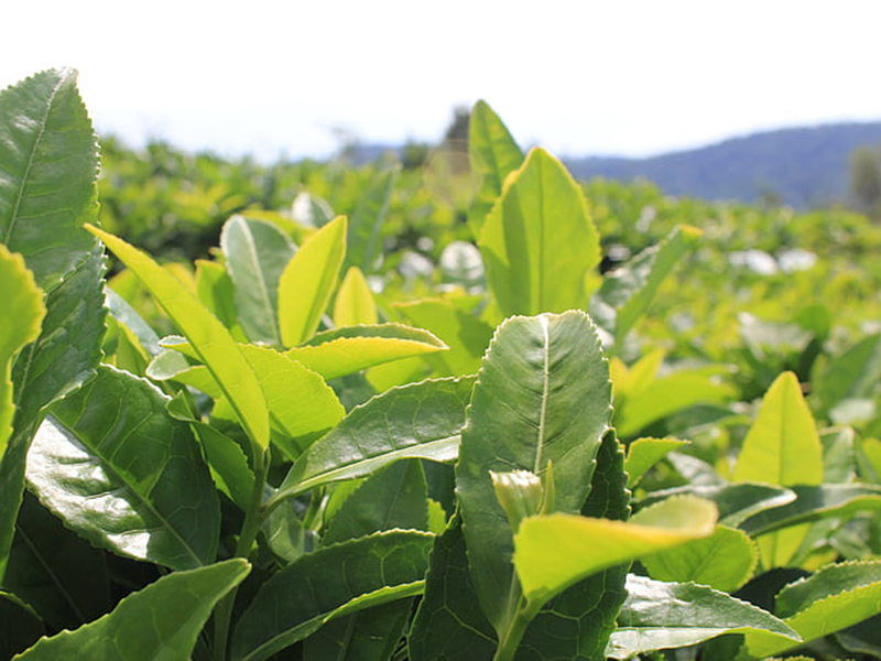 哪款設(shè)備可以精準(zhǔn)檢測(cè)植物冠層?