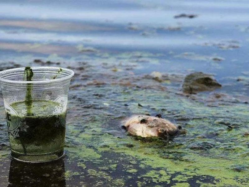 水質(zhì)生物毒性檢測(cè)儀可以測(cè)定工業(yè)排放污水嗎?