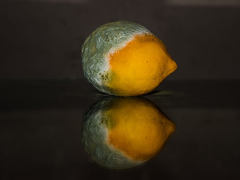 真菌毒素檢測儀生產廠家