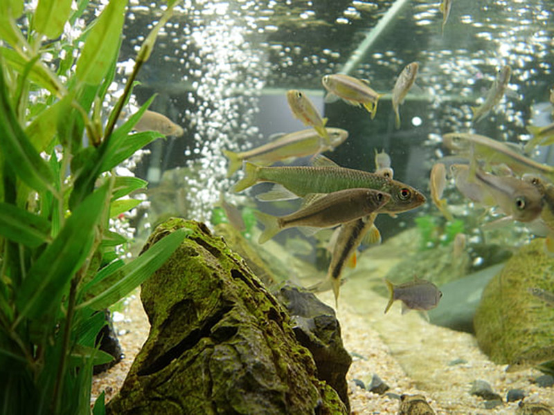 養(yǎng)魚水質(zhì)不好怎么辦？