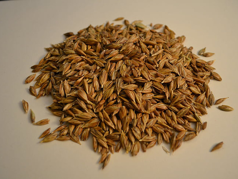 小麥嘔吐毒素怎么檢測？