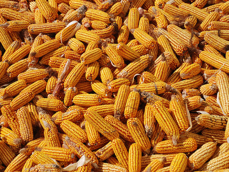 嘔吐毒素檢測方法 嘔吐毒素檢測方法