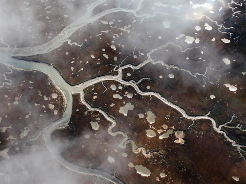 溶解氧對水生生物的重要性（溶解氧的作用）