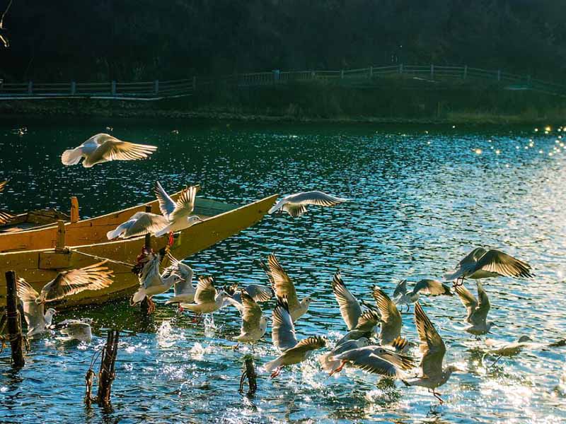 磷酸鹽在水產養殖中的作用（水產養殖磷酸鹽理想濃度與影響）