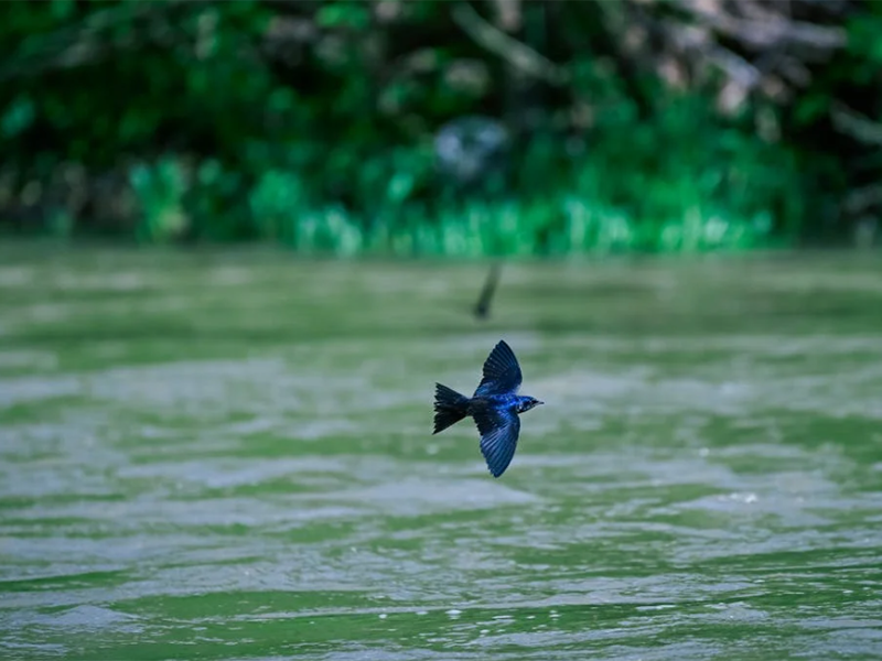 池塘氨氮的來源(池塘氨氮超標治理技術方案?)