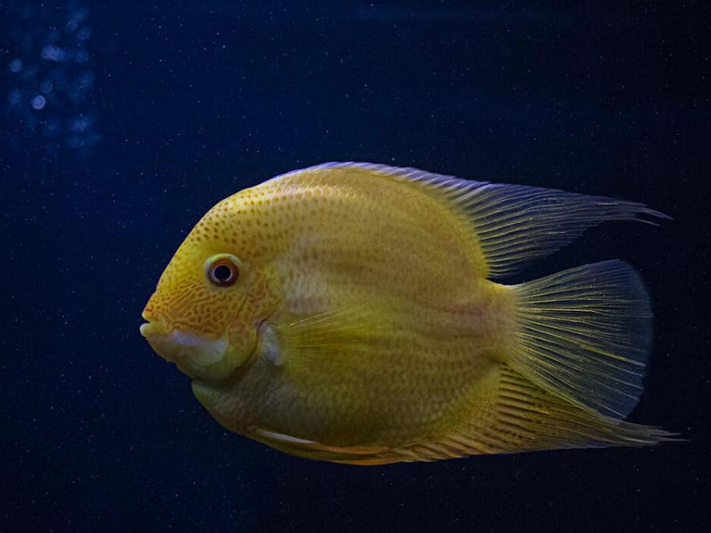 我國農獸藥殘留限量有哪些(禁限用農藥、禁停用獸藥有哪些)