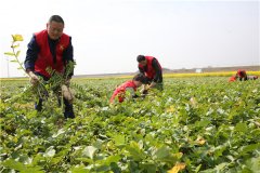 土壤養(yǎng)分速測儀助力農(nóng)貿(mào)開展科學(xué)施肥
