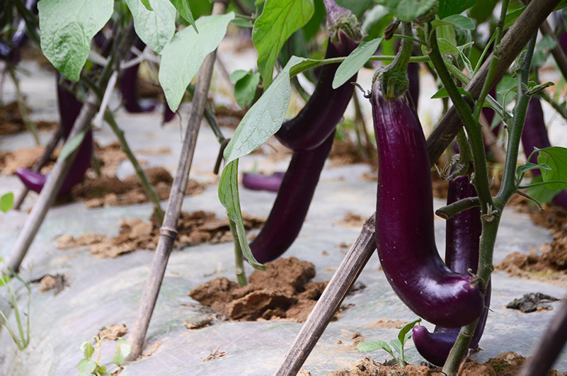 土壤養分檢測儀 土壤養分檢測儀