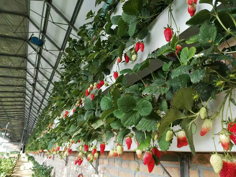 土壤水分測量儀 土壤水分測量儀