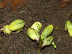 種子發芽箱廠家哪家好?