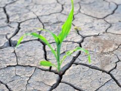 土壤鹽分速測儀,土壤鹽分對作物的影響有多大?