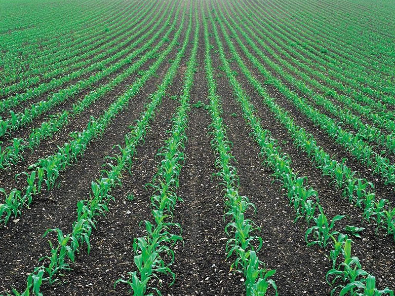 土壤墑情監(jiān)測儀,為實現(xiàn)節(jié)水增糧奠定基礎(chǔ) 土壤墑情監(jiān)測儀,為實現(xiàn)節(jié)水增糧奠定基礎(chǔ)