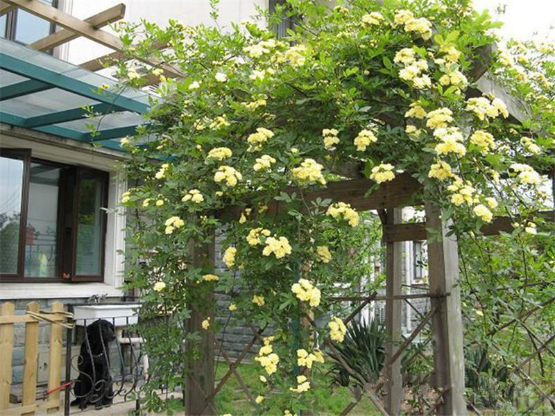 夏季在院子里種這種花,不僅好看還能驅蚊 夏季在院子里種這種花,不僅好看還能驅蚊