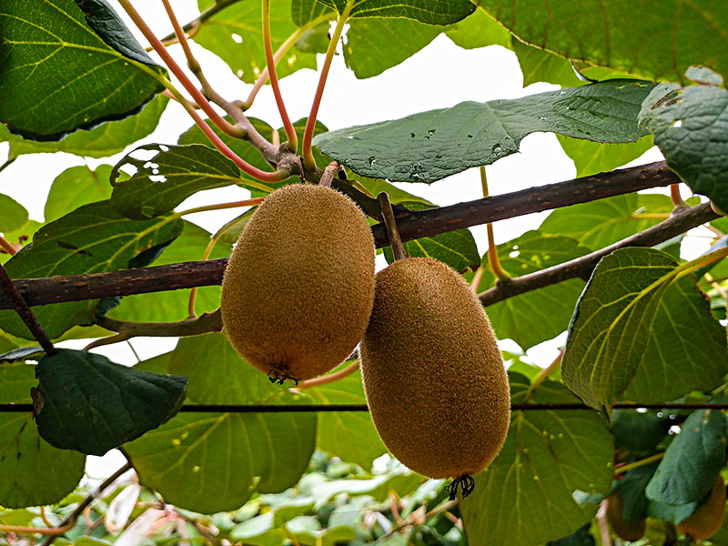 獼猴桃生長(zhǎng)期間,補(bǔ)鈣是關(guān)鍵 獼猴桃生長(zhǎng)期間,補(bǔ)鈣是關(guān)鍵