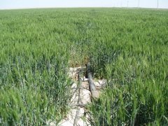 土壤鹽分速測儀，預(yù)防鹽堿地