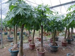 發(fā)財(cái)樹(shù)的生長(zhǎng)需要哪些因素?